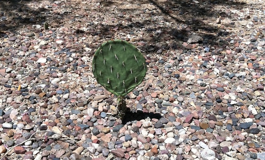 Kaktus auf Schotter